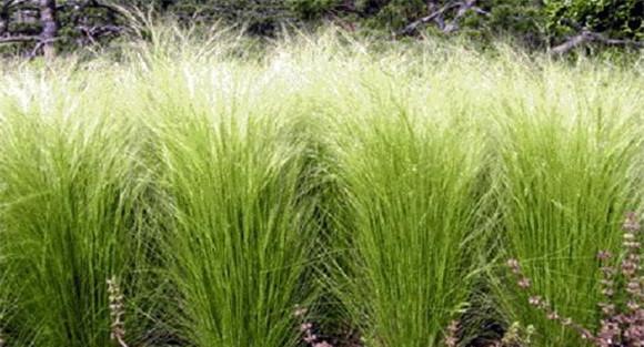 碱茅如何种植 碱茅的种植方法