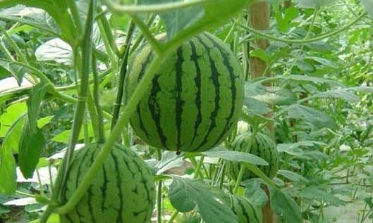 西瓜种植方法