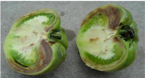 番茄筋腐病