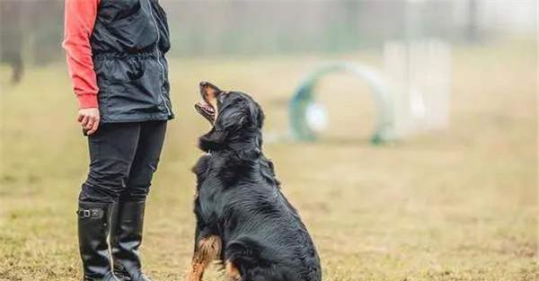 对犬的能力估计过高