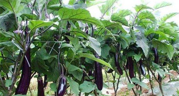 茄子僵果怎么治、如何预防