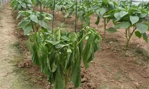 怎样防治辣椒立枯病