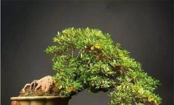 杜鹃盆景冬季如何管理与养护