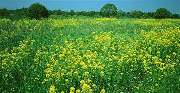 油菜田除草剂有哪些效果最好