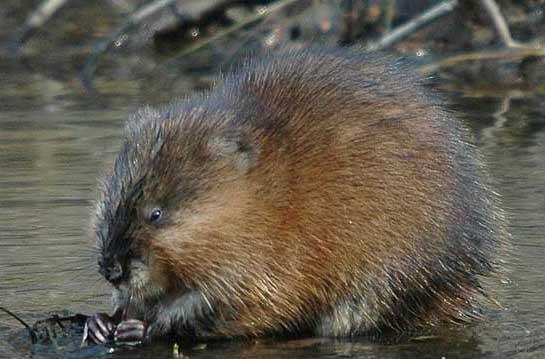 麝鼠养殖技术 麝鼠养殖方法