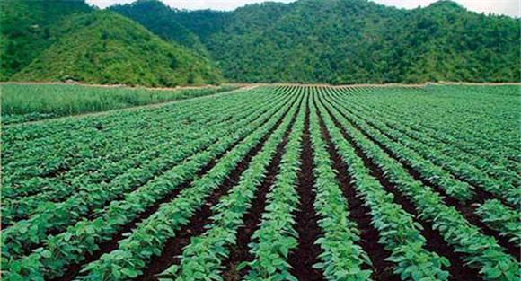 大豆的施肥原则