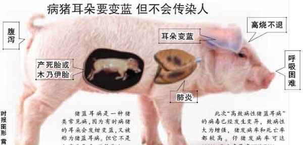 猪蓝耳病的临床表现