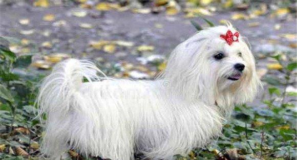 马耳他犬的起源