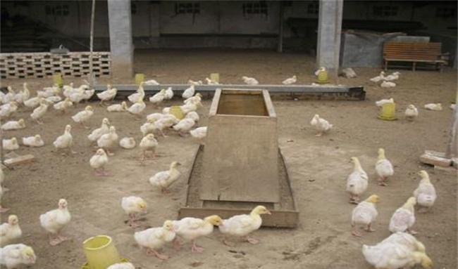 盛夏养鹅管护措施圈牧结合