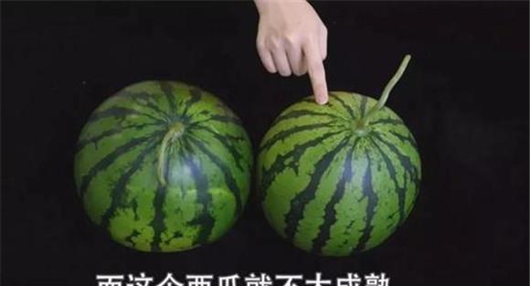 西瓜果实性状观察法