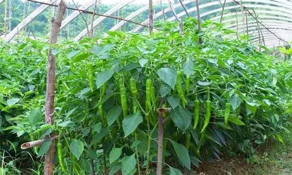 种植辣椒要选择什么样的品种