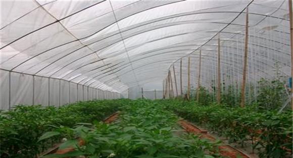 保温栽培蔬菜宜用哪些除草剂