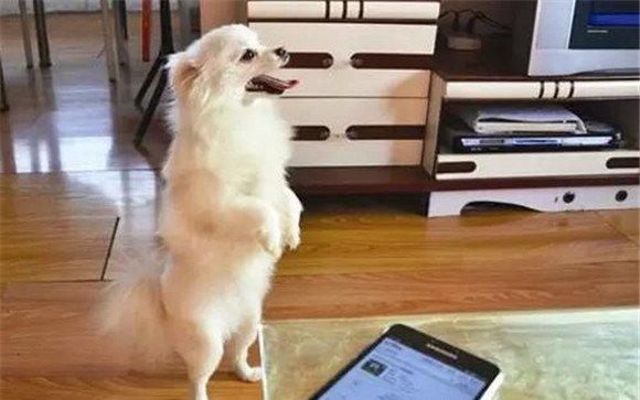 如何对犬进行“站立”训练