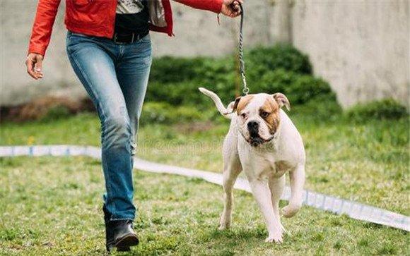 对犬站立的训练方法