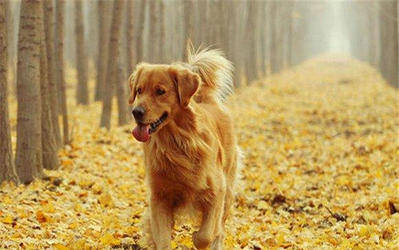 犬站立的训练注意事项
