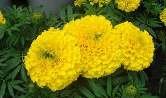 花卉的养殖方法