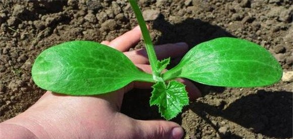 秋延迟西葫芦定植方法