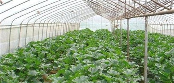 大棚秋延迟西葫芦种植技术和管理要点