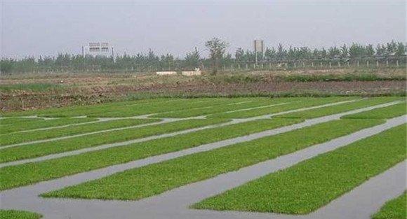 水稻品种选用