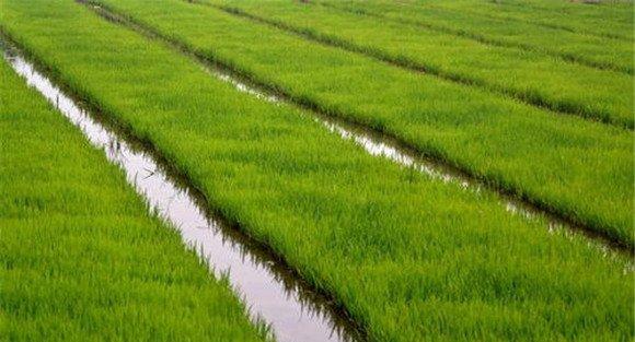 水稻育苗技术要点
