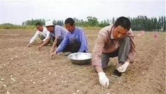 大蒜的播种方法