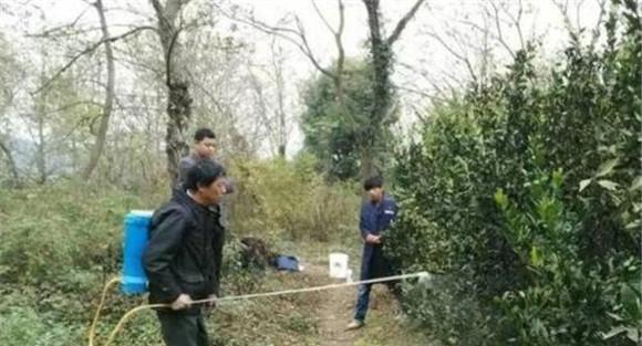 柑橘要适时补充微肥
