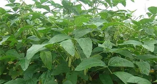 防治重茬大豆减产的措施