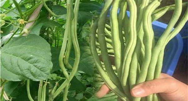 架豆王芸豆栽培要点是什么