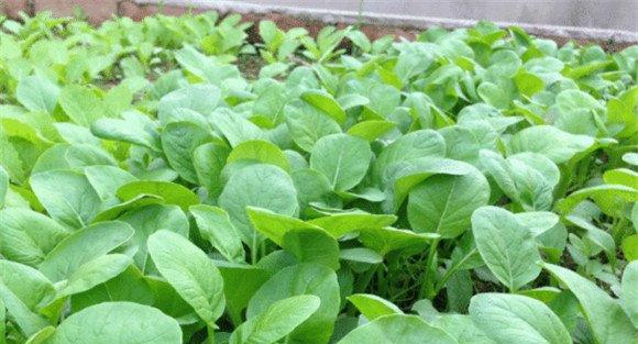 小白菜种植技术
