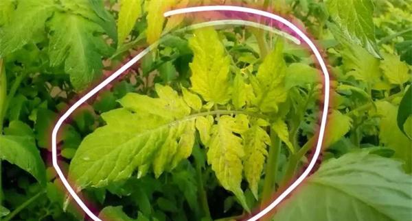 番茄从上到下叶片都有明显的黄化现象是何原因