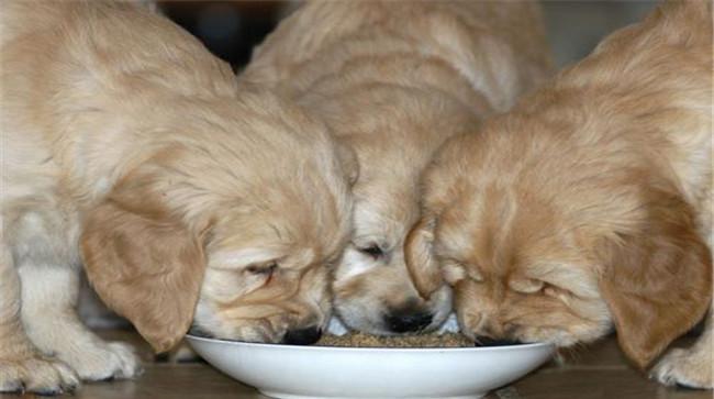 怎样调制犬饲料