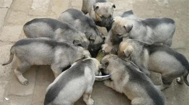 怎样调制犬饲料
