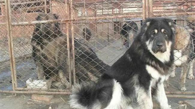 调制犬饲料注意事项