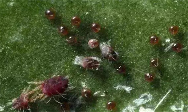 苹果全爪螨有何为害特点