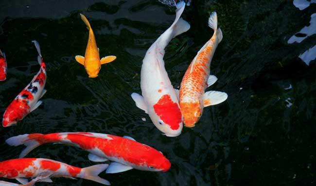 日本锦鲤