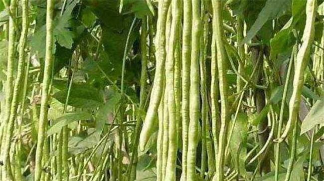 豆角种植对温度有什么要求