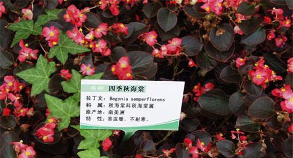 秋海棠的繁殖方法