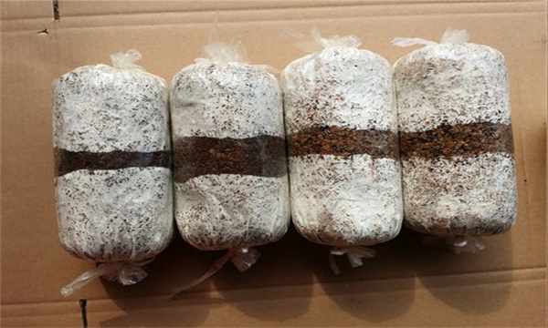 平菇培养料准备好后掏种