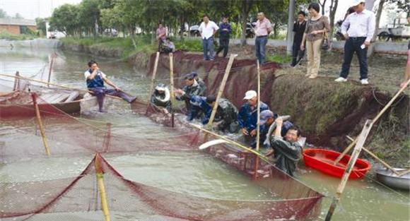 轮捕轮放养殖技术：什么情况下可采取轮捕轮放