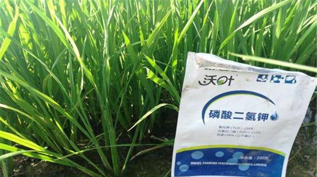 怎样使用磷酸二氢钾