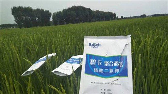 施用磷酸二氢钾的注意事项