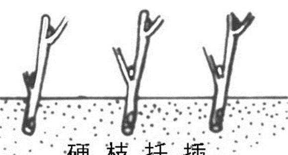 黑豆果的硬枝扦插