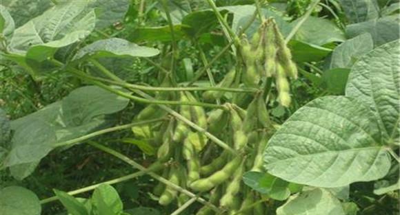 夏季种植大豆要注意什么