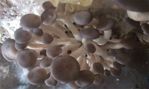 秀珍菇装袋灭菌
