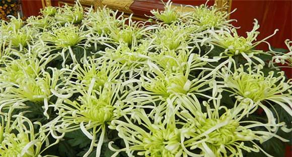 独本菊培植技术措施