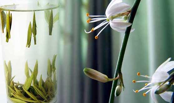 茶叶种植方法