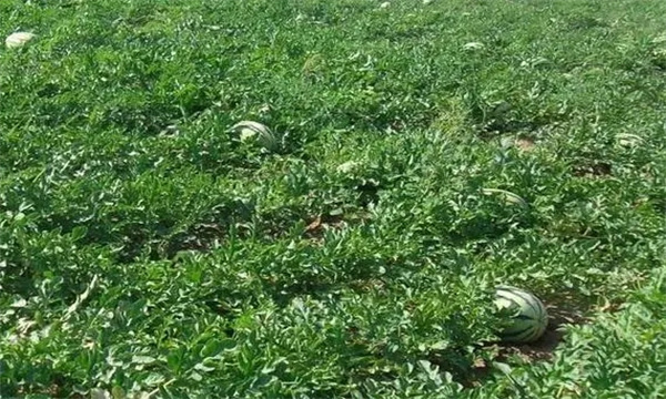 上海可种植露地西瓜吗