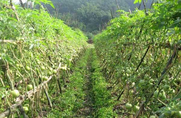 蔬菜种植方法