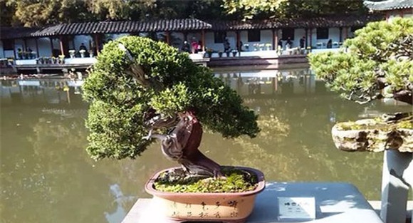 浙派盆景