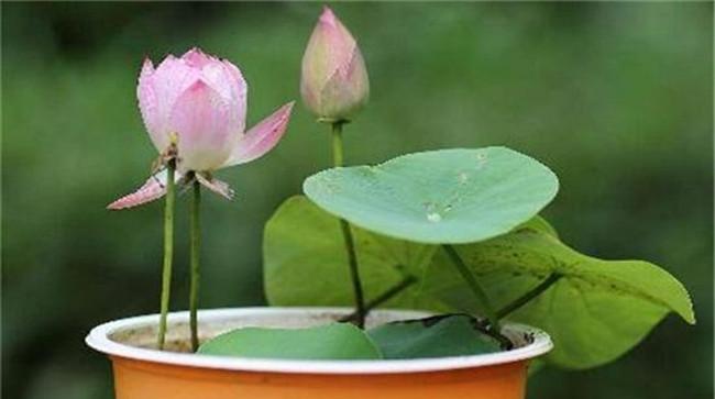 荷花冬天怎样过冬